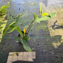 Load image into Gallery viewer, Philodendron Longilobatum Lelano Miyano, Exact Plant Ships Nationwide
