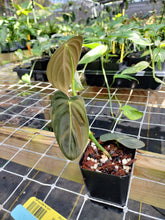 Load image into Gallery viewer, Philodendron Melanochrysum, Exact Plant Variegated Ships Nationwide
