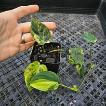 Load image into Gallery viewer, Philodendron Hederaceum Micans Aurea, Exact Plant Variegated Ships Nationwide
