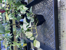 Load image into Gallery viewer, Pothos Manjula, Exact Plant variegated Ships Nationwide
