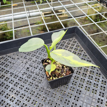 Load image into Gallery viewer, Philodendron Hastatum Silver Sword Variegated exact plant, Fedex 2day*
