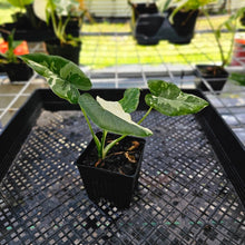 Load image into Gallery viewer, Alocasia Odora, Okinawa Silver, Exact Plant Variegated
