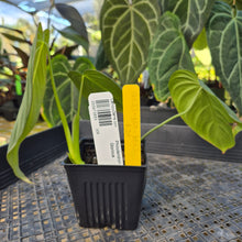 Load image into Gallery viewer, Philodendron Glorious, Exact Plant Ships Nationwide
