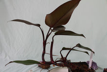 Load image into Gallery viewer, Philodendron Royal Queen, exact plant, ships nationwide
