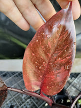 Load image into Gallery viewer, Philodendron Orange Princess, Exact Plant Variegated Ships Nationwide
