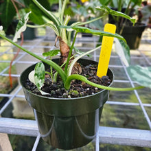 Load image into Gallery viewer, Alocasia Odora, Okinawa Silver, Exact Plant Variegated 5&#39;&#39; pot, multi plant
