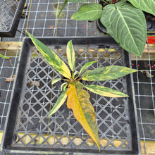 Load image into Gallery viewer, Philodendron Caramel Marble, Exact Plant Variegated Ships Nationwide
