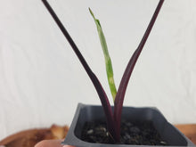 Load image into Gallery viewer, Alocasia Macrorhizza Black Stem, Exact Plant Variegated
