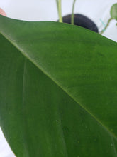 Load image into Gallery viewer, Joepii, Exact Plant, Philodendron
