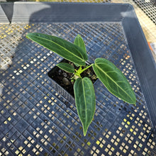 Load image into Gallery viewer, Anthurium Warocqueanum, Queen, Exact Plant Ships Nationwide
