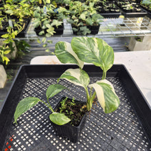 Load image into Gallery viewer, Monstera Lechleriana Variegated exact plant, Fedex 2day*

