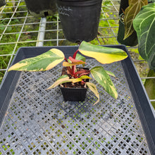 Load image into Gallery viewer, Philodendron Strawberry Shake, Exact Plant Variegated Ships Nationwide
