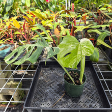Load image into Gallery viewer, Monstera Borsigiana Albo Deliciosa, Exact Plant Variegated Ships Nationwide
