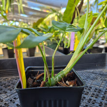 Load image into Gallery viewer, Rhaphidophora Tetrasperma Albo, Exact Plant Variegated Ships Nationwide
