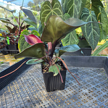 Load image into Gallery viewer, Philodendron Red Heart, Exact Plant Ships Nationwide
