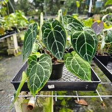 Load image into Gallery viewer, Anthurium Crystallinum, Exact Plant Multi top plant
