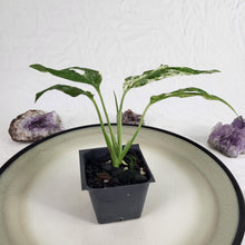 Load image into Gallery viewer, Monstera Adansonii Mint &quot;Indonesia&quot; Variegated 2.5&quot; Pot, Fedex 2 day*
