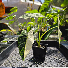 Load image into Gallery viewer, Alocasia Frydek, Exact Plant Variegated
