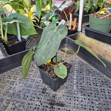 Load image into Gallery viewer, Anthurium Ace Of Spades X Papillilaminum, Exact Plant Ships Nationwide
