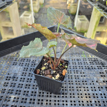 Load image into Gallery viewer, Syngonium Strawberry Ice Variegated 4" pot, Fedex 2day*
