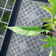 Load image into Gallery viewer, Philodendron Florida Beauty X Tortum, Exact Plant Variegated
