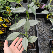 Load image into Gallery viewer, Philodendron Hastatum Silver Sword, Exact Plant Variegated Ships Nationwide
