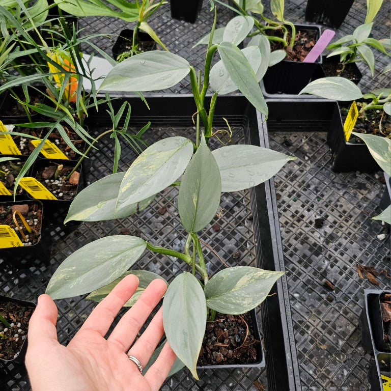 Philodendron Hastatum Silver Sword, Exact Plant Variegated Ships Nationwide