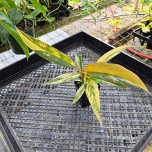 Load image into Gallery viewer, Philodendron Caramel Marble, Exact Plant Variegated Ships Nationwide
