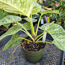 Load image into Gallery viewer, Philodendron Giganteum, Exact Plant Variegated Ships Nationwide
