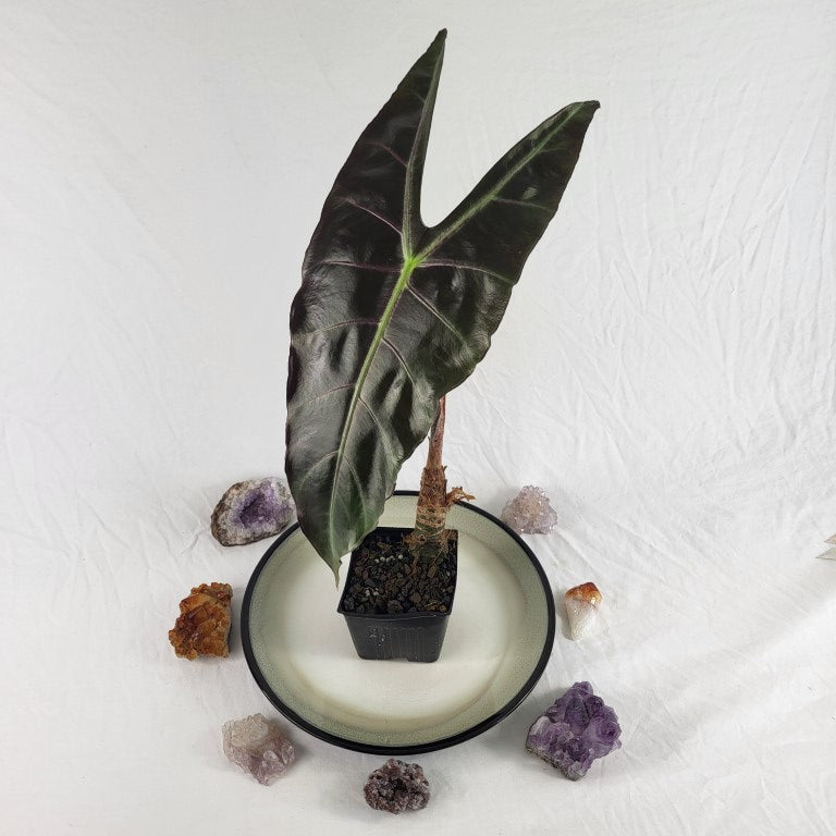 Alocasia Longiloba, Denudata, Exact Plant