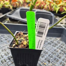Load image into Gallery viewer, Philodendron Polypodioides, Exact Plant Ships Nationwide
