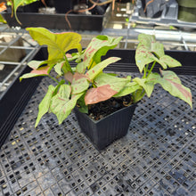 Load image into Gallery viewer, Syngonium Strawberry Milk, Exact Plant Variegated Ships Nationwide
