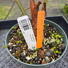 Load image into Gallery viewer, Philodendron Corsinianum exact plant, Fedex 2day*
