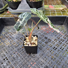 Load image into Gallery viewer, Alocasia polly snowflake variegated, Exact Plant Ships Nationwide.
