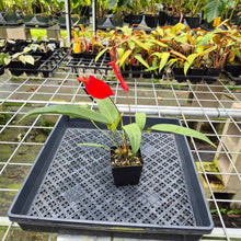 Load image into Gallery viewer, Anthurium Scherzerianum "Pig Tail", Exact Plant Ships Nationwide
