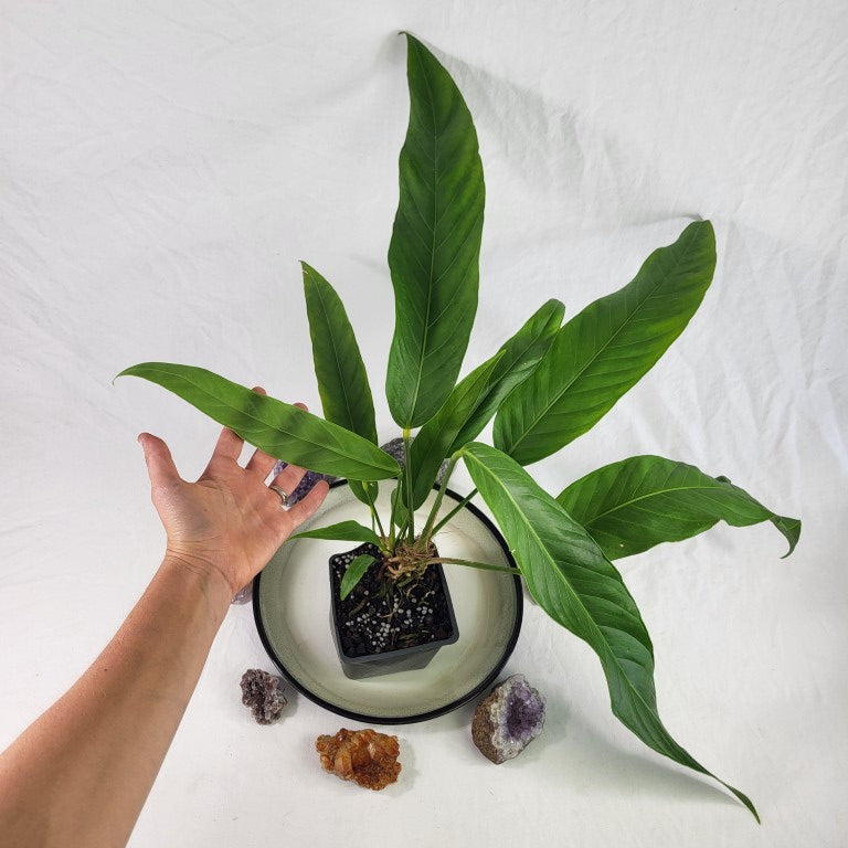 Anthurium Spectabile, Exact Plant double plant