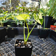 Load image into Gallery viewer, Alocasia Frydek, Exact Plant Variegated
