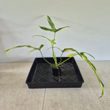 Load image into Gallery viewer, Philodendron Holtonianum Variegated exact plant, Fedex 2day*
