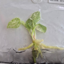 Load image into Gallery viewer, Anthurium Bonplandii albo Variegated tissue culture Fedex 2day
