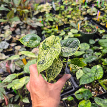 Load image into Gallery viewer, Alocasia Dragon Scale Mint variegated 2.5" pot, Fedex 2day*
