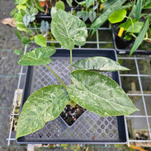 Load image into Gallery viewer, Alocasia Wentii, Exact Plant Variegated
