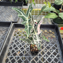 Load image into Gallery viewer, Alocasia nobilis pink Variegated Ships Nationwide
