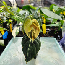 Load image into Gallery viewer, Philodendron Melanochrysum, Exact Plant Variegated Ships Nationwide
