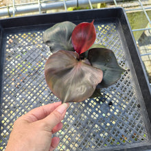 Load image into Gallery viewer, Philodendron Red Heart, Exact Plant
