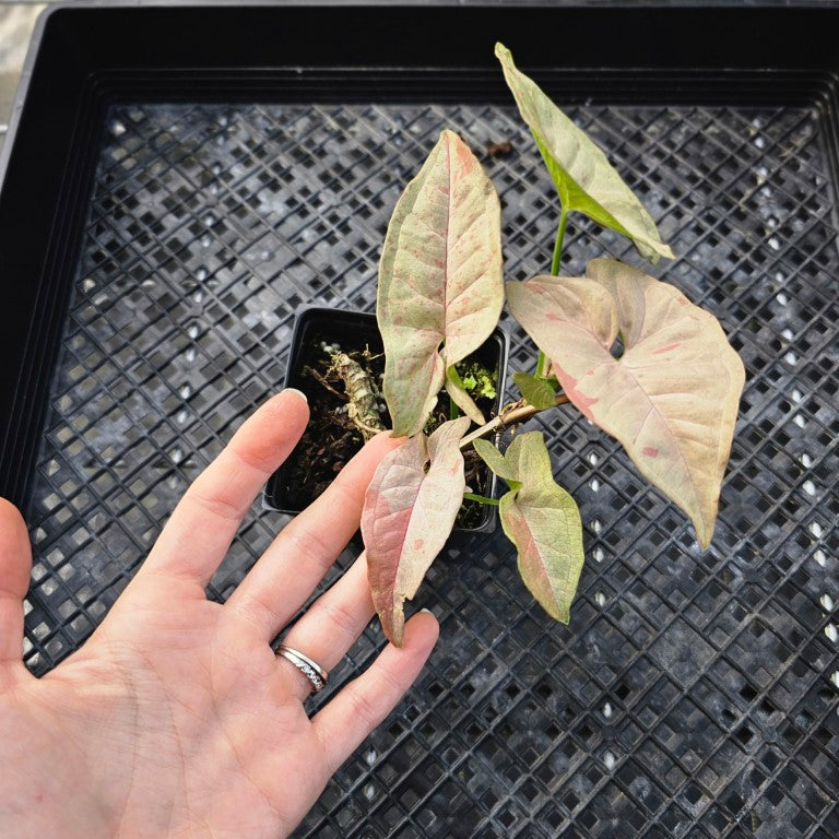 Syngonium Pink Spot, Exact Plant Variegated Ships Nationwide