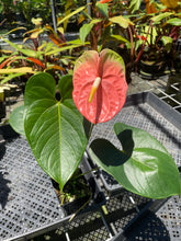 Load image into Gallery viewer, Anthurium Anuenue Obake bicolor pink / green 4" pot, Fedex 2day*
