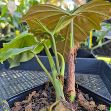 Load image into Gallery viewer, Philodendron Corsinianum, Exact Plant Ships Nationwide
