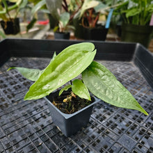 Load image into Gallery viewer, Anthurium Sp. Limon, Exact Plant Ships Nationwide
