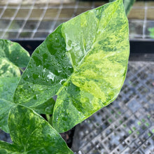 Load image into Gallery viewer, Alocasia Gageana Aurea, Exact Plant Variegated

