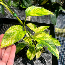 Load image into Gallery viewer, Epipremnum Pinnatum Sunburst, Exact Plant Variegated Ships Nationwide
